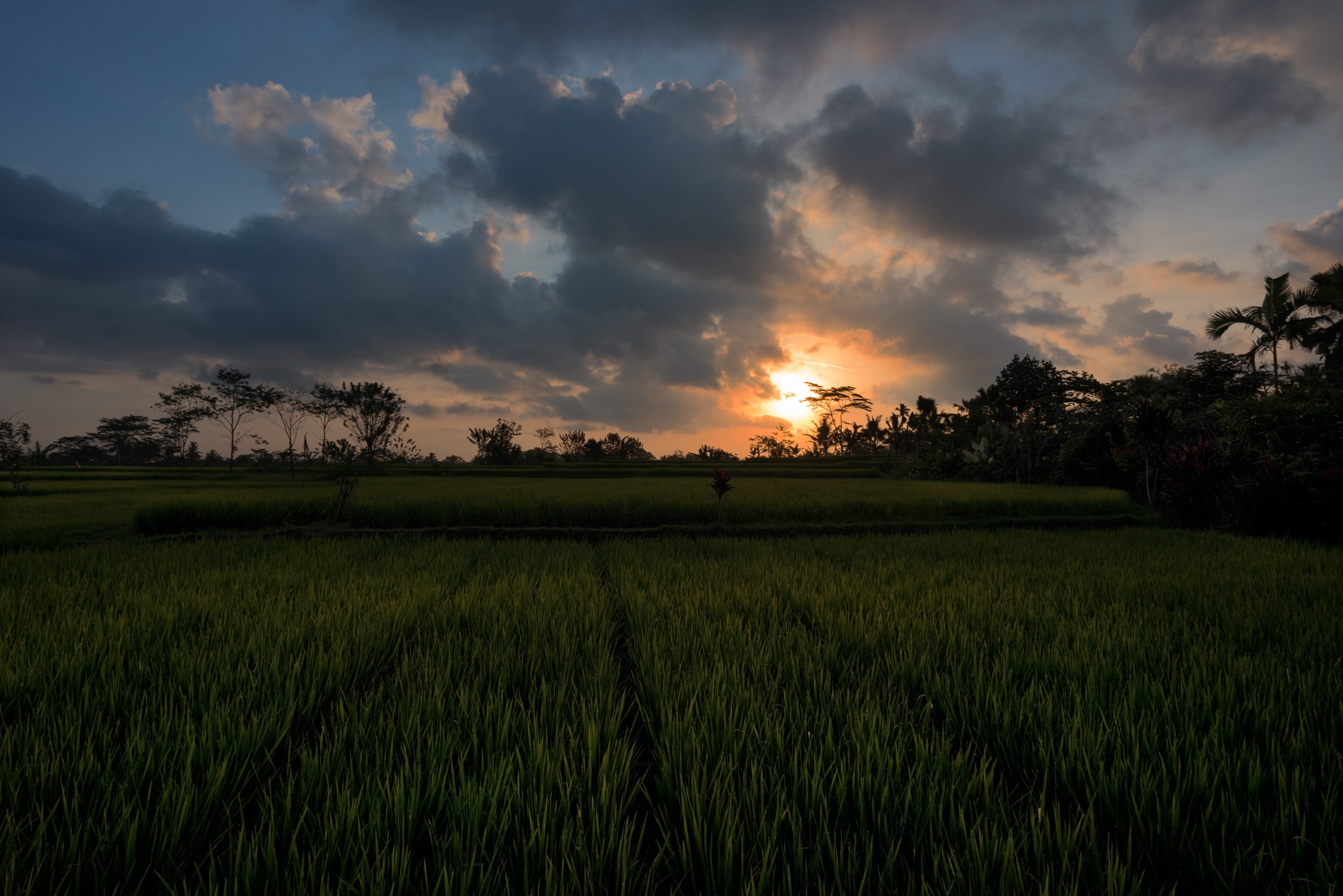 Ubud Sunset (Bali,Indonesia)